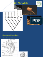 Aula Origem Dos Cordados (3)