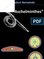 Aula 05_Pseudocelomados_NEMATODA (3)