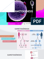 GAMETOGÉNESIS