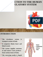 Circulatory System Copy