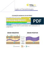 Coloração diferencial de bactérias - Gram