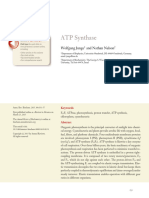 ATP synthase