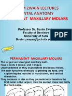 Permanent Maxillary Molars