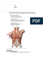 4 Musculos 2