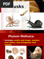 Molluscs Revised Cam