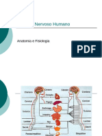 Sistema Nervoso Humano