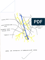 Upper Limb (Soft Parts)