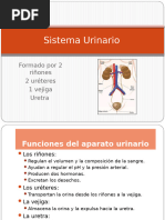 Sistema Urinario