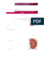 Anatomia E Fisiologia Do Sistema Urinário