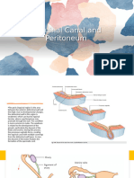 Inguinal Canal and Peritoneum