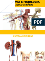 ANATOMIA SISTEMA URINÁRIO SISTEMA SENSORIAL