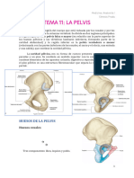 TEMA 11 - La pelvis