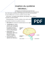 Organisation du système nerveux