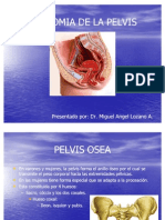 Anatomia Pelvis