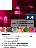 Exercise 8 Bacterial Motility and Flagella