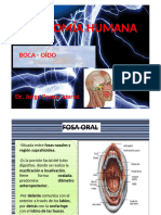 TEORÍA 2 ANATOMÍA HUMANA