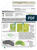 TP2 photosynthese 2021 eleve