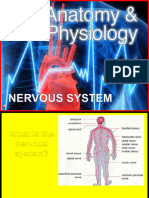 179 Anatomy Nervous System