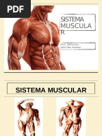 sistema muscular ok