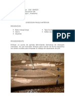 Diseccion Miembro Inferior Muslo Anterior - Alvaro Orozco