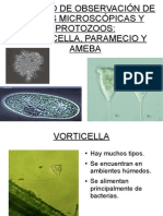 Paramecio, Vorticella y Ameba