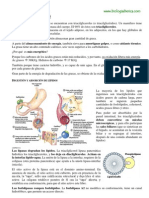 Metabolismo de Lípidos