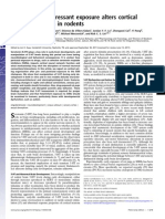 Perinatal Antidepressant Exposure Alters Cortical Network Function in Rodents