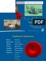 Fisiopatología Malaria