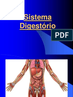 1.4 - Sistema Digestório