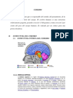 Corteza Cerebral