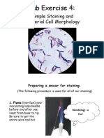 Lab Exercise 4:: Simple Staining and Bacterial Cell Morphology