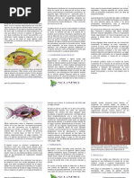 Anatomia Interna Basica Diseccion de Un Pez