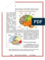 Corteza Cerebral