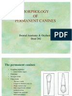 Morphology of Permanent Canines