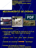 Mejoramiento de Ovinos