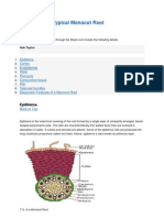 Anatomy of A Typical Monocot Root