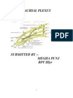 Brachial Plexus