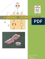 Cromosomas