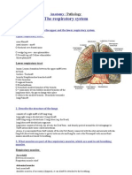 Anatomy Respiratory System