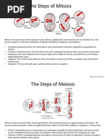 Posters Mitosis Meosis