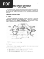 Morfologia Externa Dos Insetos