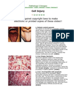 Cell Injury Electronic or Printed Copies of These Slides!!: Pathology I Images