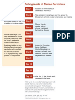 Pathogenesis of Canine Parvovirus