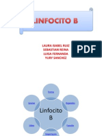 Linfocitos B