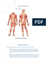 Sistema Muscular