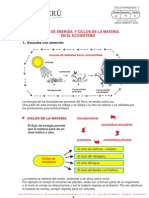 Flujo de Energía en Un Ecosistema