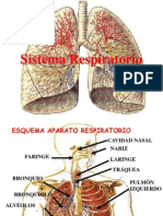 Aparato Respiratorio