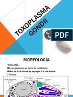 Toxoplasma Gondii