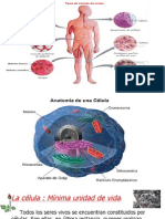Biologia: Organelos-Celulares