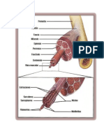 El Músculo Está Recubierto Por Una Membrana Llamada Epimisio y Está Formado Por Fascículos